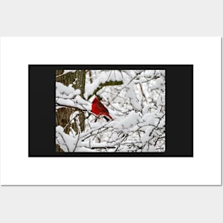 Winter Cardinal 3 Posters and Art